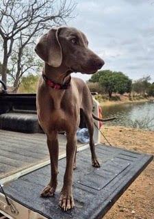 K9 Victor and Mtasa Madaue