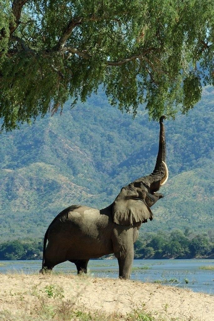 Snare Elephant