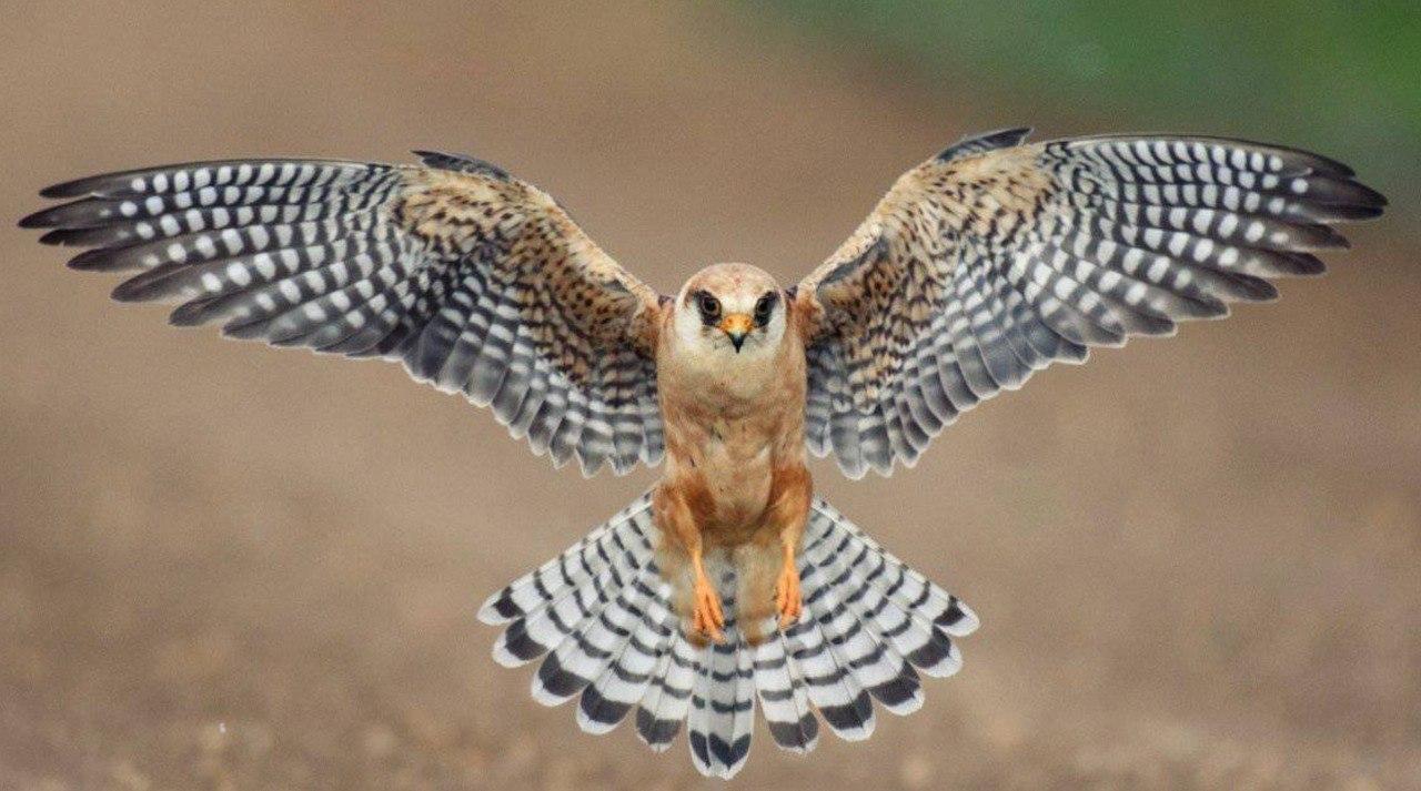 Snare Falcon